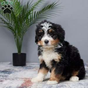 Tiger, Mini Bernedoodle Puppy